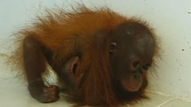 Orphaned baby orangutan is so lonely...she hugs herself!