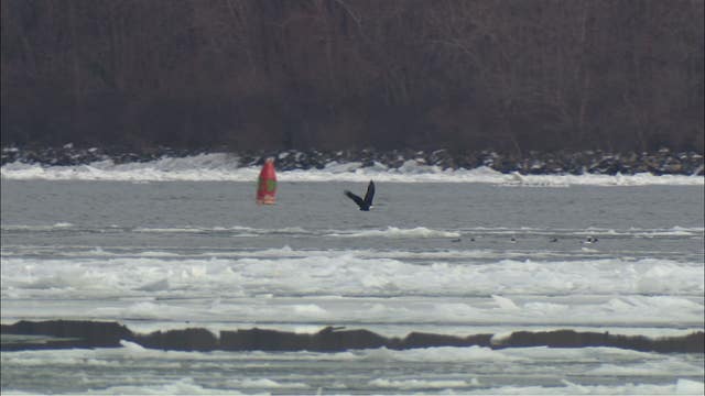 Eagles spotted across from John D. Dingell Park