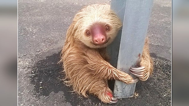 Sloth gets stuck on roadside guardrail