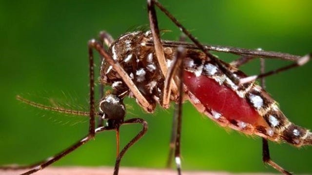 The Doctor Is In: Zika Virus