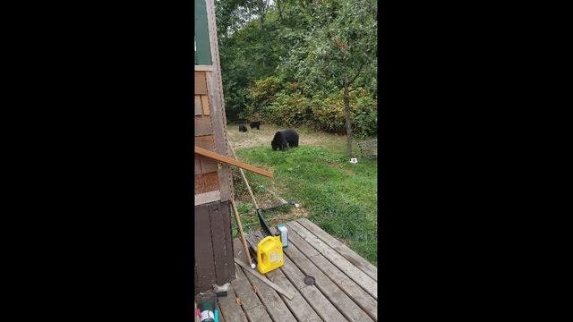 Relaxed man politely waves off family of bears in backyard