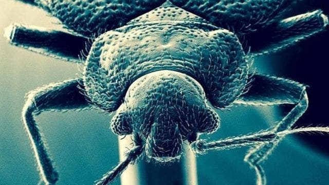 Bed bugs are getting tougher 'skin,' scientists warn