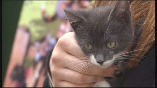 Common cat parasite linked to angry outbursts in humans