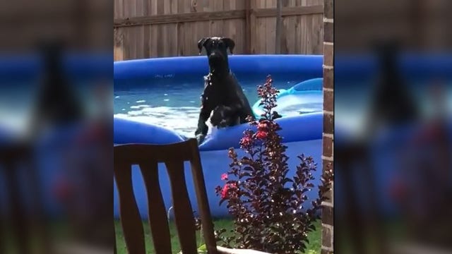 Busted: very good dog freezes after owner catches him in the pool