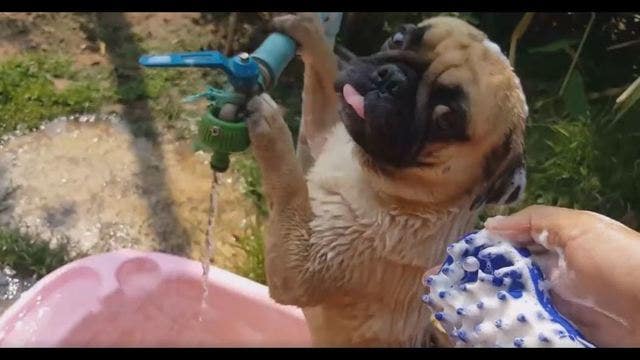 WATCH: This dog loves to shower