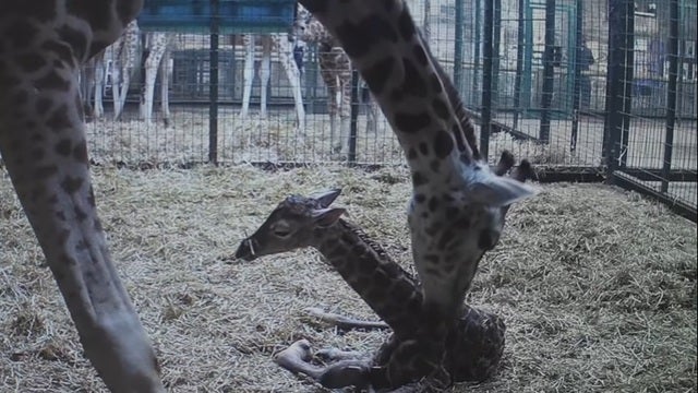 A giraffe gave birth on camera; it wasn't April