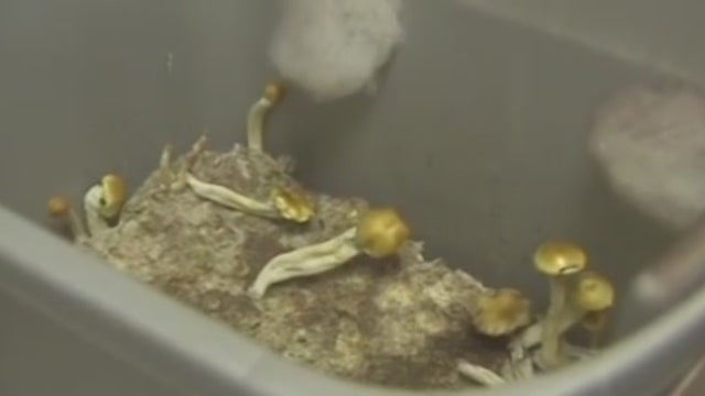'Magic mushroom' psychedelic may ease anxiety, depression for months