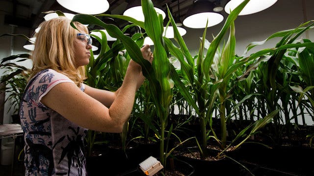 Judge weighs science behind Monsanto Roundup cancer claim