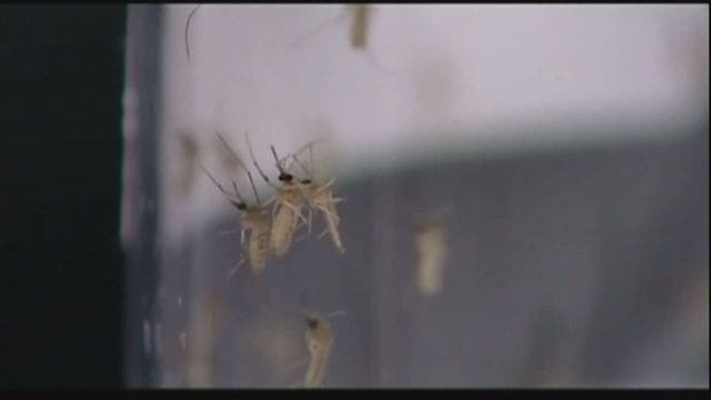 West Nile Virus confirmed in mosquitoes in Macomb County