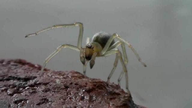 Spider bite leaves 'hole' in former 'Voice' contestant's face