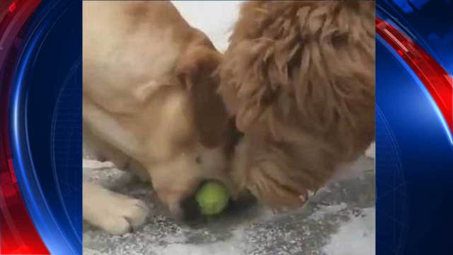 Pups confused at playtime after tennis ball freezes to ground