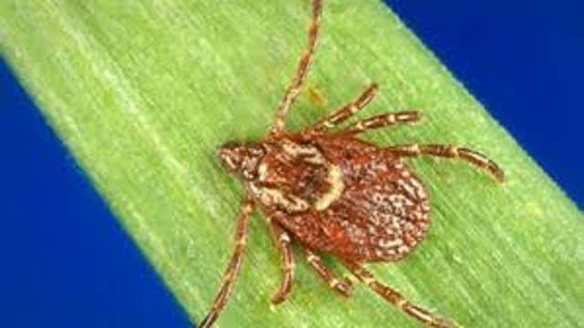 Tick Season: Lyme Disease prevention tips