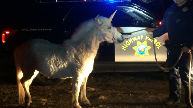 Unicorn escapes birthday party; captured by CHP