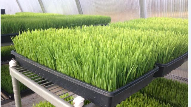Wheat Grass Juice for Colitis