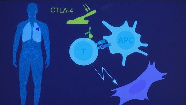 American, Japanese win Nobel for lifesaving cancer research