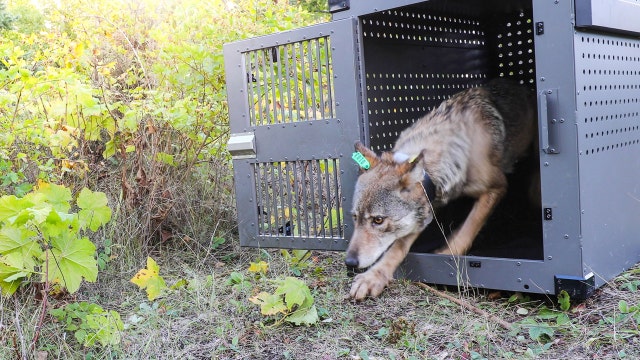 61-year Isle Royale wolf, moose study falls prey to COVID-19 pandemic