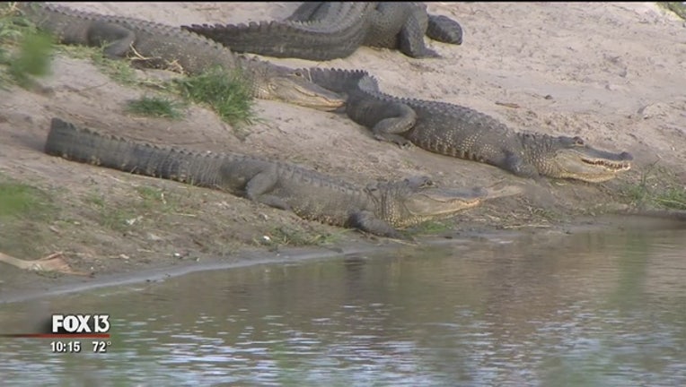 Alligators_gather_at_Myakka_River_State__0_20170308033258-401385-401385