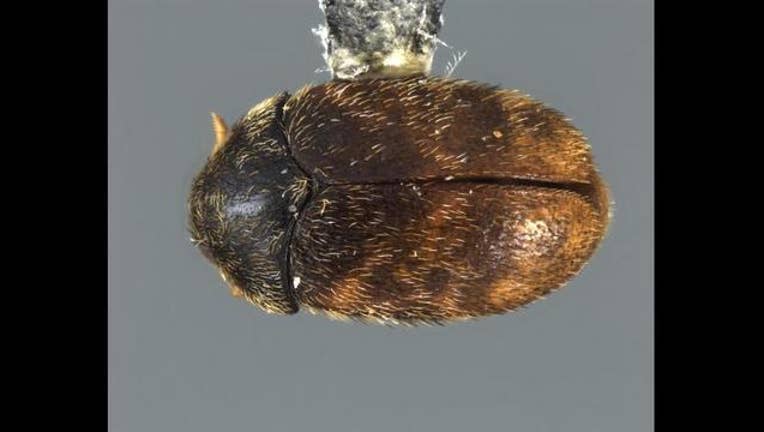 bf8735bc-Border authorities in Detroit area find invasive beetle in bag of seeds