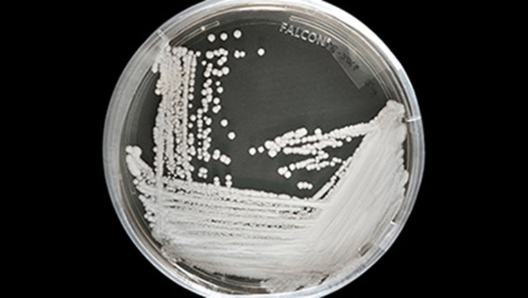 Candida-auris_2016-250px_1554769336863-401385.jpg
