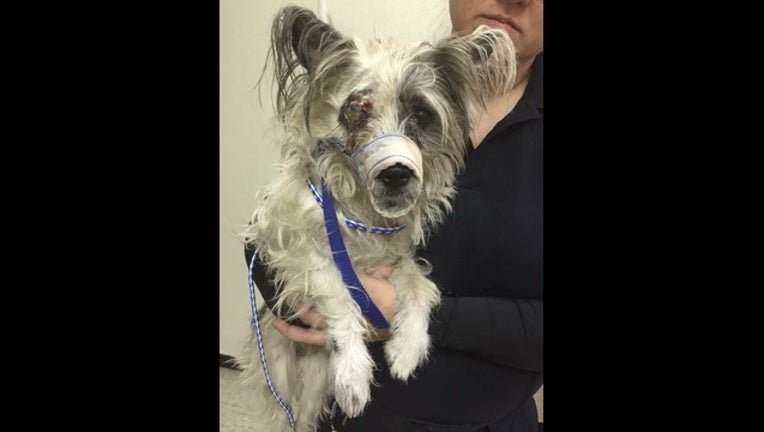 8ef3536a-DOG NEEDS HELP DDR_1456601516669.JPG