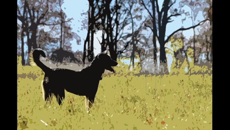 Dog Stock Image_1450454017964-401096.jpg