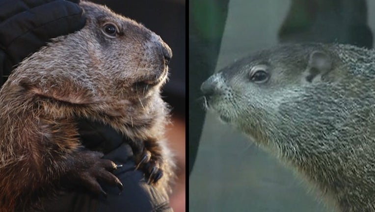 FD_0126C Groundhog Day Phil vs Chuck v2 PIC0_1517354613603.png-400801-400801.jpg