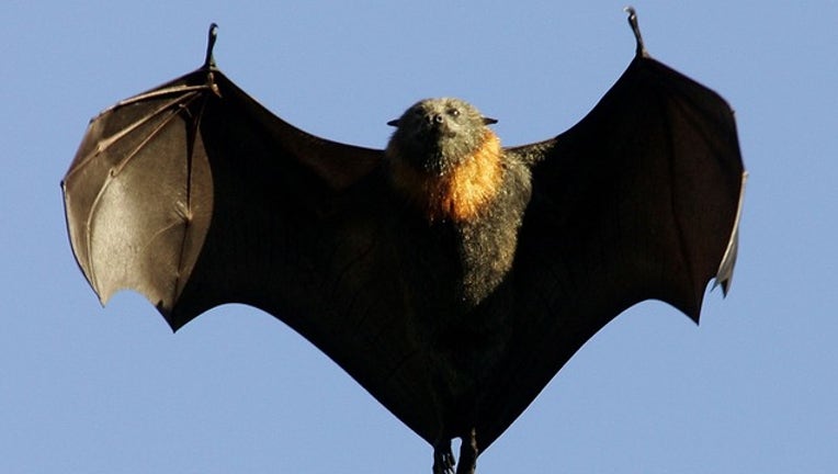 GETTY bat_1559209880344.png-402429.jpg