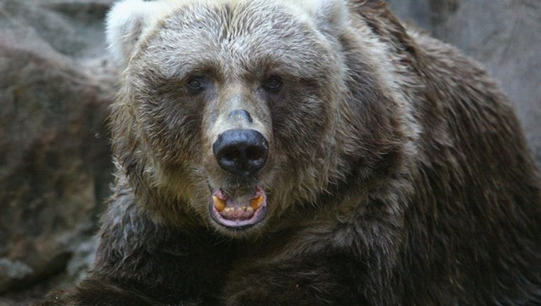 7250d28d-GETTY_brown bear_021019_1549830081489.png-402429.jpg