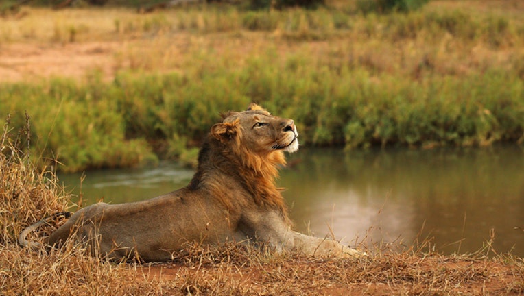 lion getty image 61291395_1518535567013