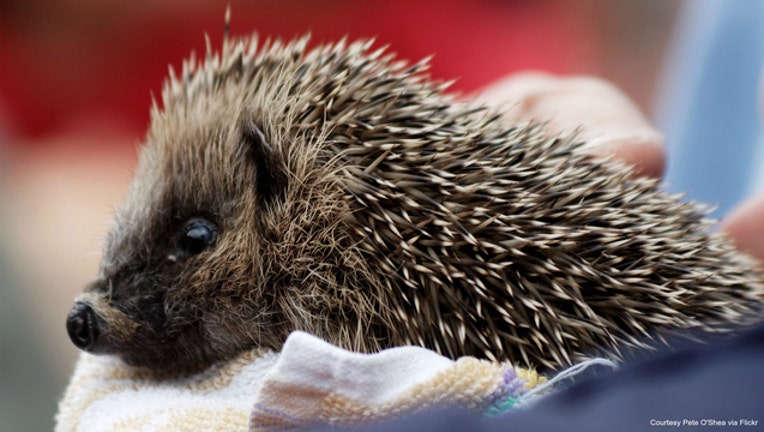 Hedgehog photo by Pete O'Shea via Flickr-404023