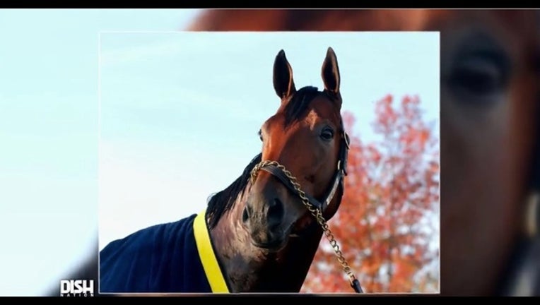 562eb531-Horse- Dish Nation_1525892812156.jpg-400801.jpg