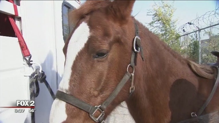 Horse_caught_on_camera_in_Highland_Park__0_20161117235236