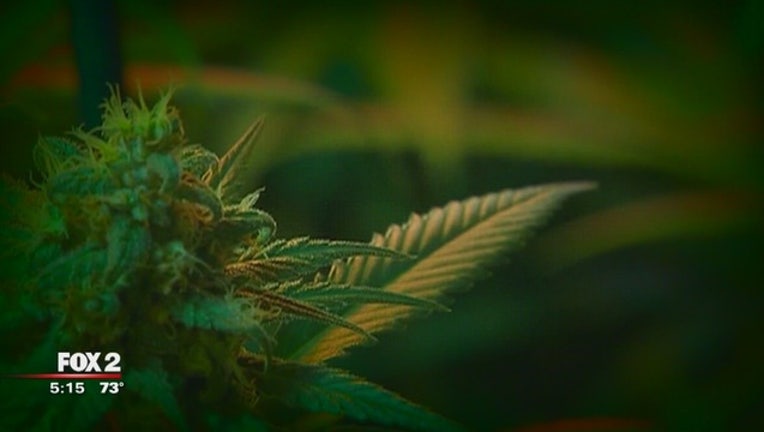 Medical_marijuana_patients_concerned_wit_0_20170912212231