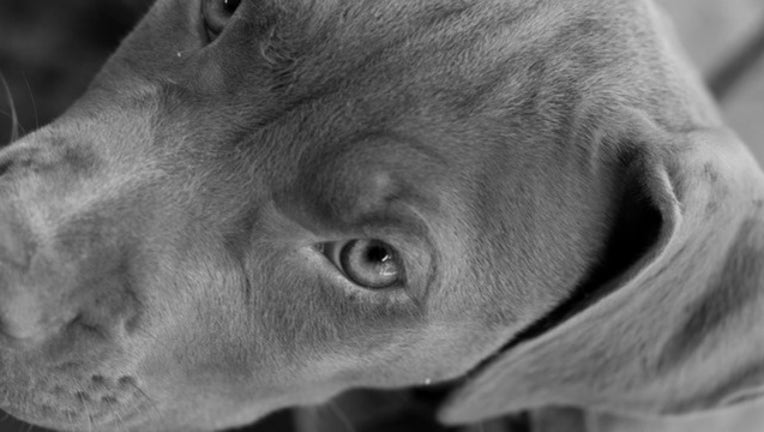 0f660437-Pitbull FILE_1480880163303-401720.jpg