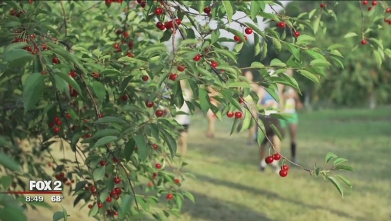 Traverse_City_Cherry_Festival_is_July_2__5_20160525150247