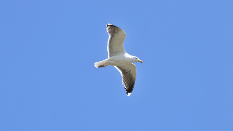 61158047-USFWS_SEAGULL_FILE_090618_1536265409994-402970.jpg