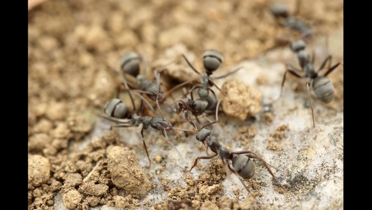ants pexels_1490106532147.jpg