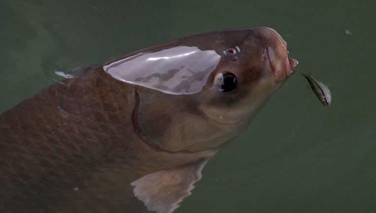 asian carp_1550262410219.jpg.jpg