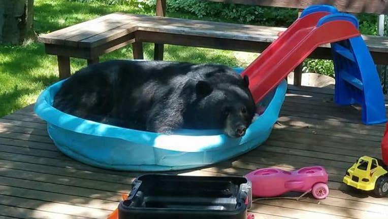 Bear In Kiddie Pool-402970