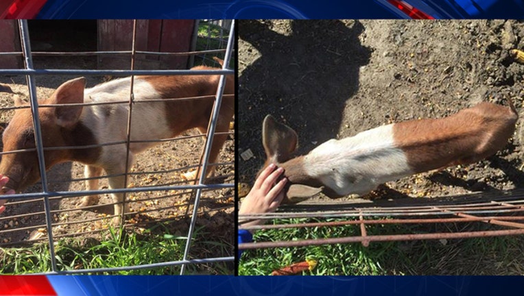 7b8ad7a8-blakes-pigs-bkgd_1477396392783.jpg