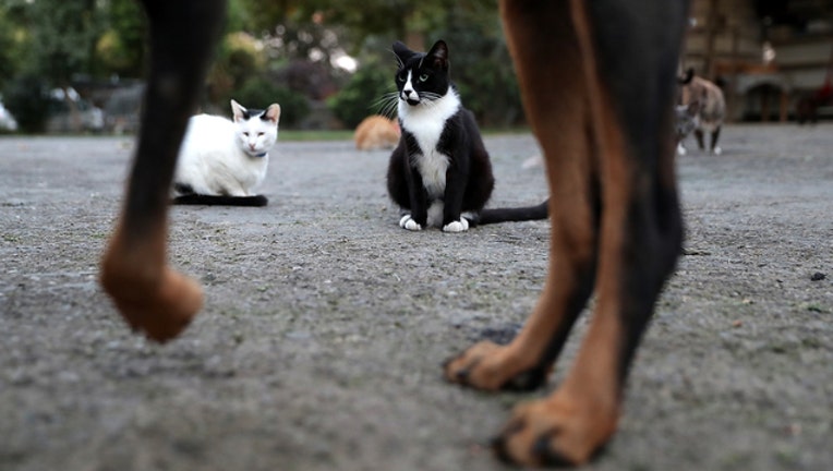 Food stamps for dogs and cats Support grows in online petition