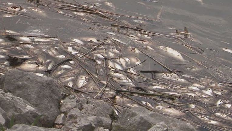 a79e50db-dead fish_1492000924736.jpg