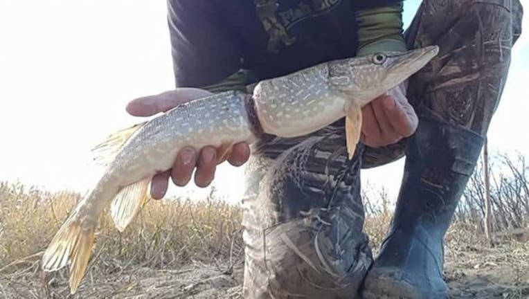 fish_1509552982019-401385.jpg