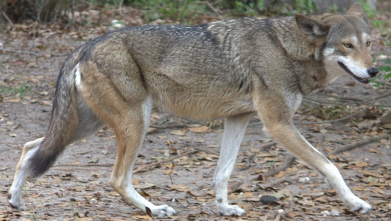 7a4d6314-Red wolf_1547486480363