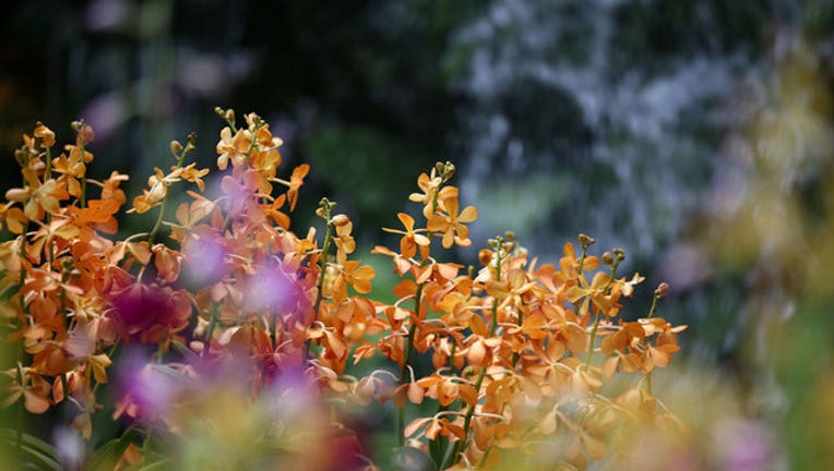 9eed3979-flowers-GETTY-IMAGES_1517323431823.jpg