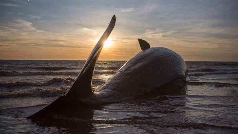 3c26462c-getty-beached-sperm-whale-112118_1542813604122.jpg
