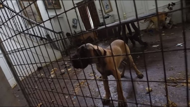 great dane puppy mill usos_1497902229648.jpg