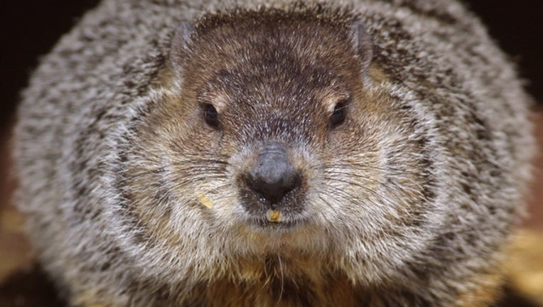 de1f2529-groundhog-GETTY-IMAGES_1504203068266.jpg
