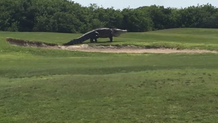 2f19d279-massive gator_1464715435637.JPG