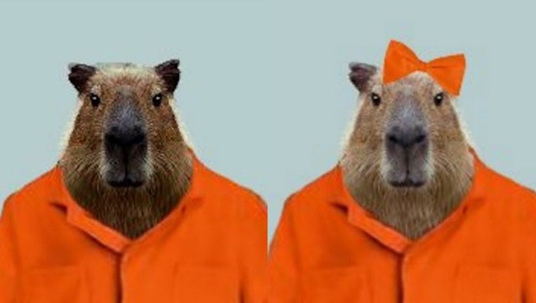 60895f46-missing-capybaras_1464537829686-404023.jpg